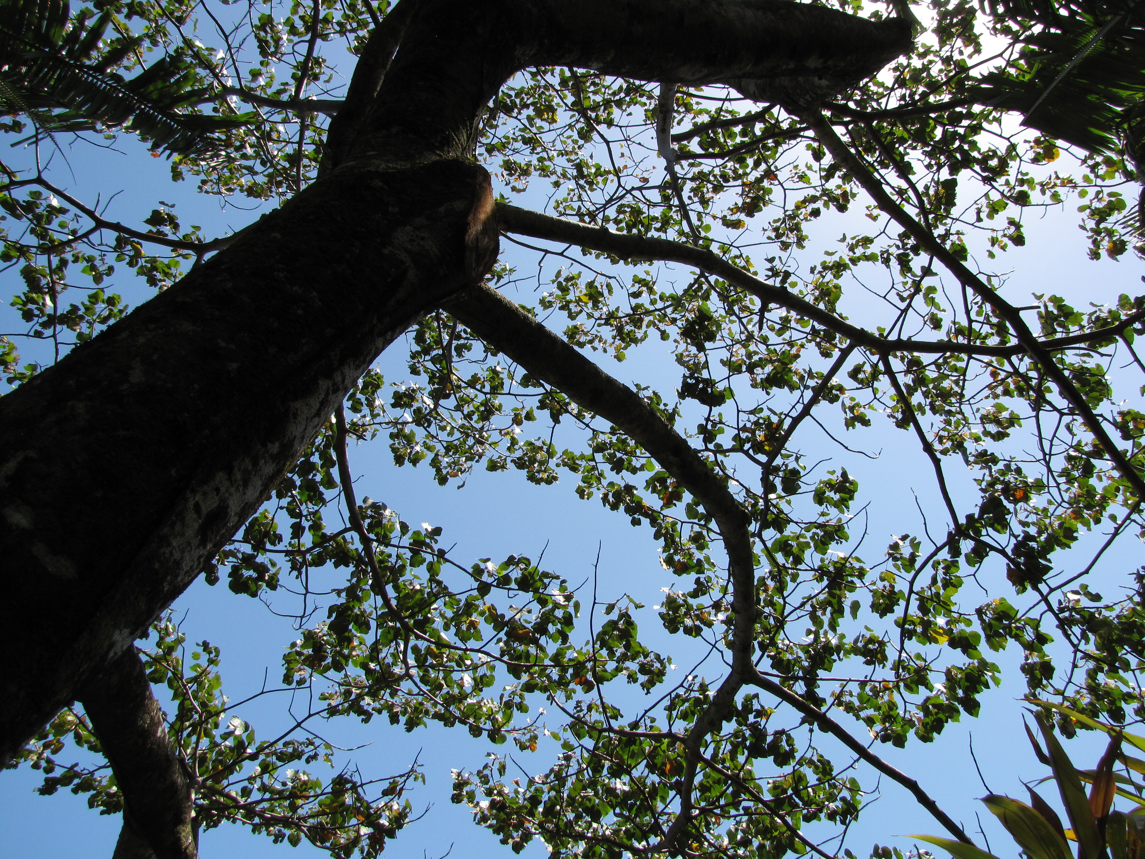 Tronco y copa de un árbol de balsa (Ochroma pyramidale) vistos desde abajo, en Maui. Fotografía de referencia.