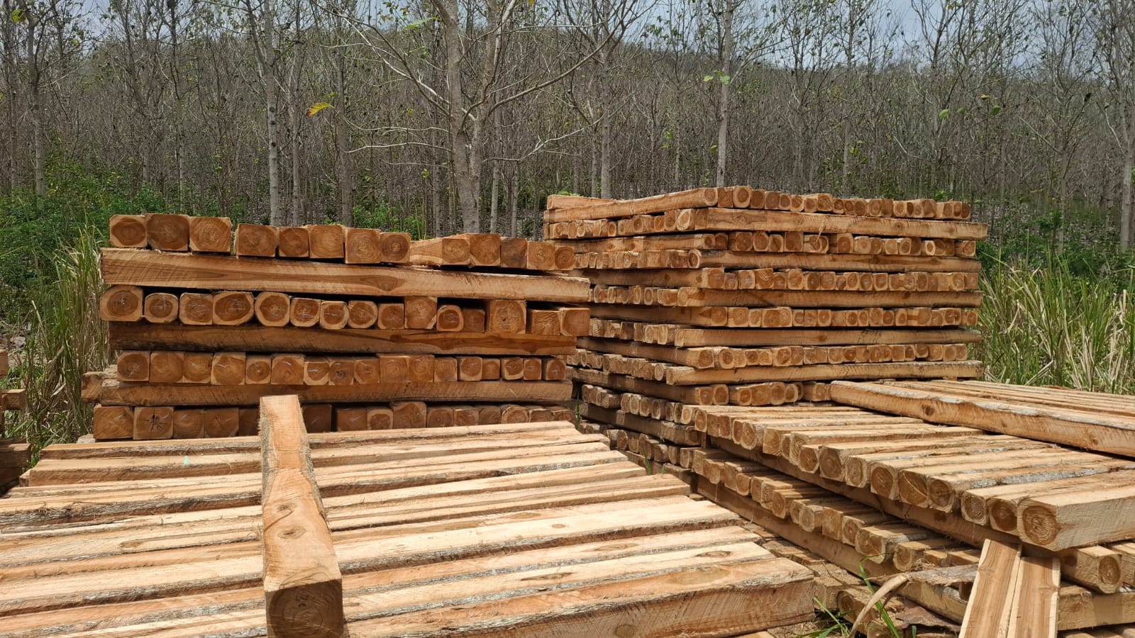 Pilas de madera escuadrada de distintas dimensiones junto a una plantación.